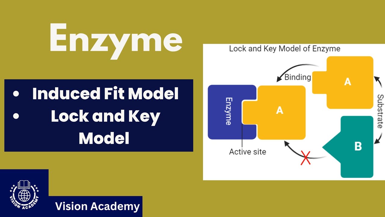 Induced Fit Model | Lock and Key Model | Enzymes | - YouTube