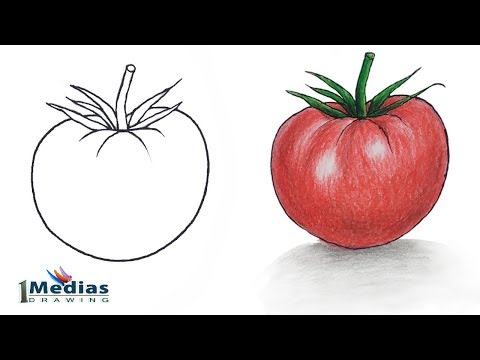 How to Draw Tomato Step by Step (So Easy)