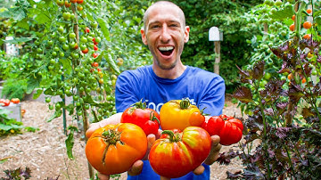 If I Could ONLY Grow 7 Tomato VARIETIES for the Rest of My Life, These are My Choices!