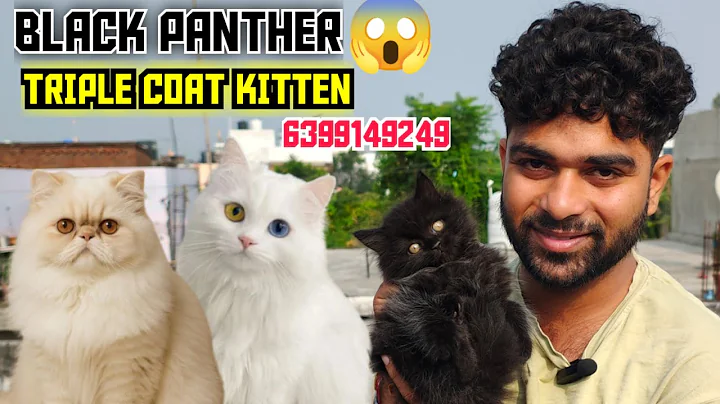 Video 11405781: doll face persian cat, black persian cat, persian kitten