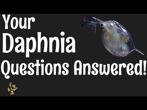 Video: Varför är Daphnia transparenta?