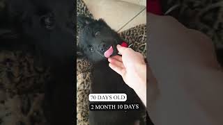 Belgian Groenendael 70 Days old #dog #viral #shorts