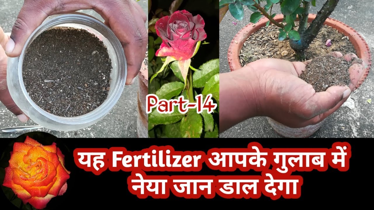 How To Fertilize Rose Plant 💯 Organic Way YouTube