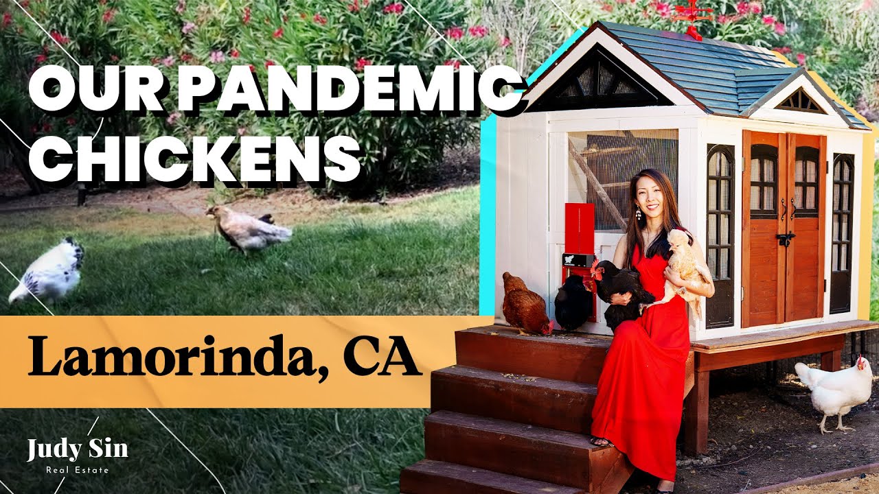 Raising Backyard Chickens 101 in Lamorinda CA