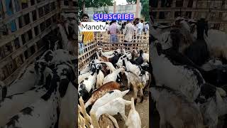 @எட்டையாபுரம் வெள்ளிக்கிழமை ஆட்டுசந்தை.