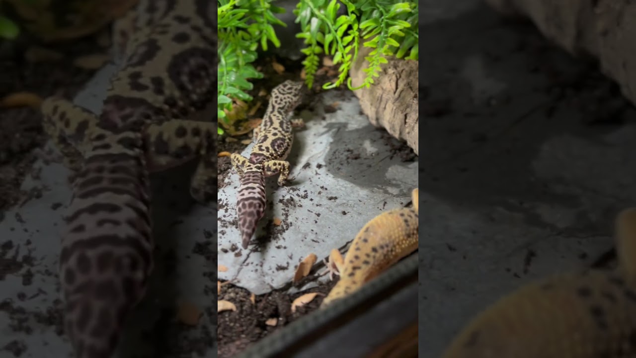 Finally gave the babies substrate now that they’re year old! 