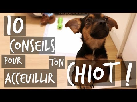 Vidéo: 10 conseils pour un chien sans stress le 4 juillet