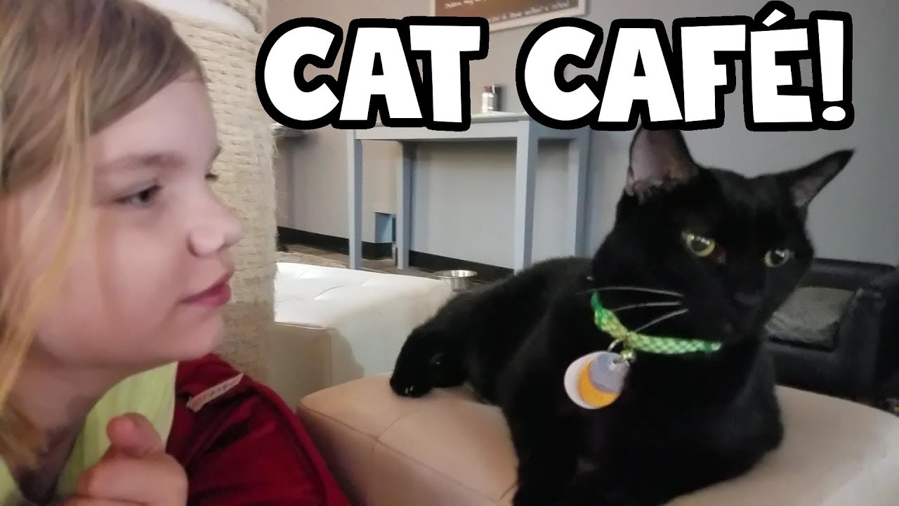 Cat Cafe! 12 Cats To Pet! - YouTube