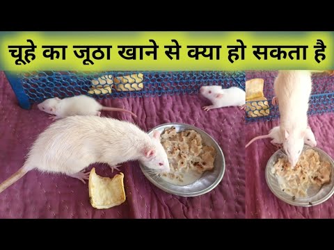 वीडियो: क्या चूहे खाएंगे चूहे ?