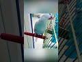 Naughty parrot parrots comedy funny