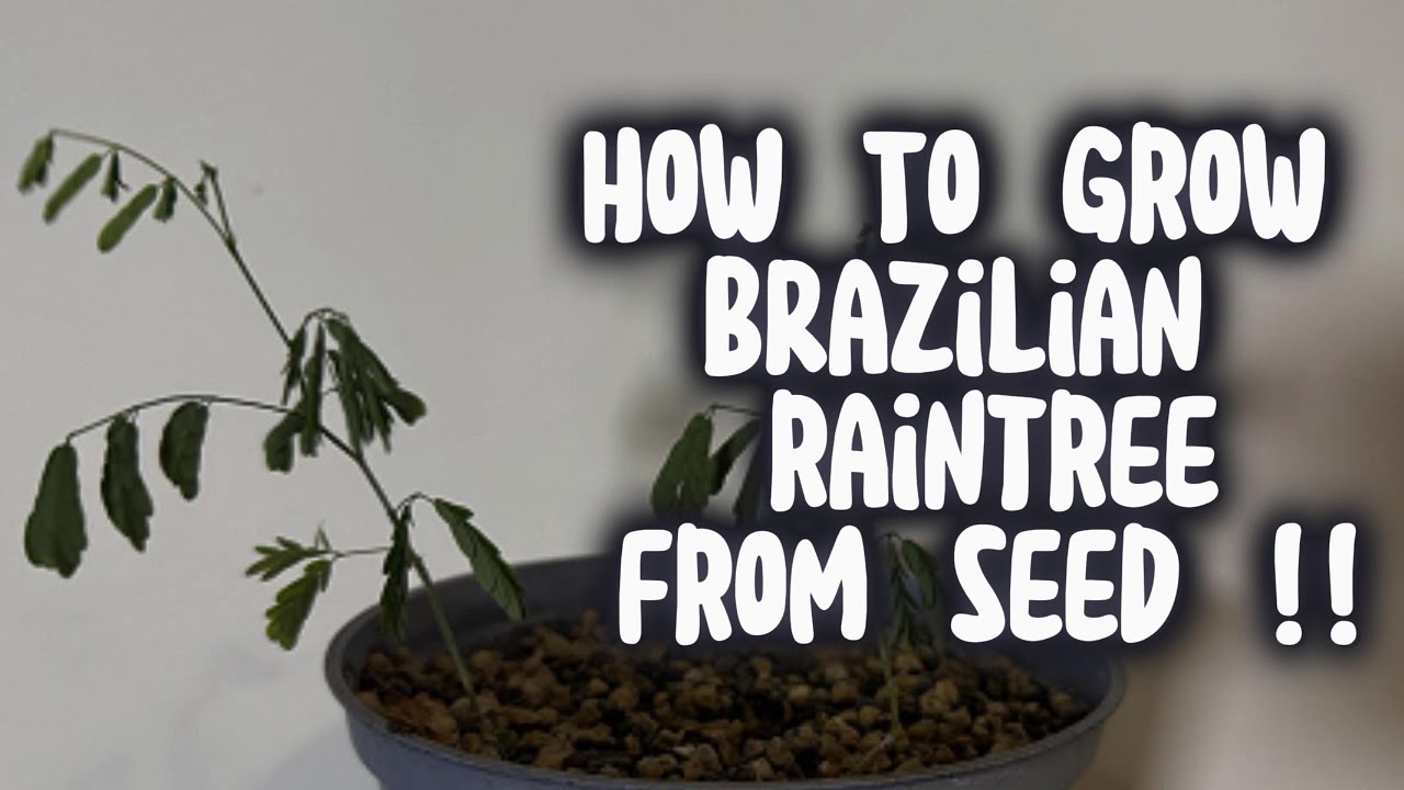 How to grow Brazilian Raintree From Seed (Pithecellobium Tortum) - YouTube