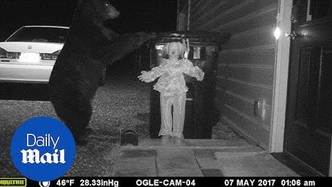 Curious bear gets scared off by doll when trying to open trashcan - Daily Mail