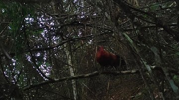 ต่อไก่ป่า qaib taj laj dib qaib qus tuaj zoo kawg thiab