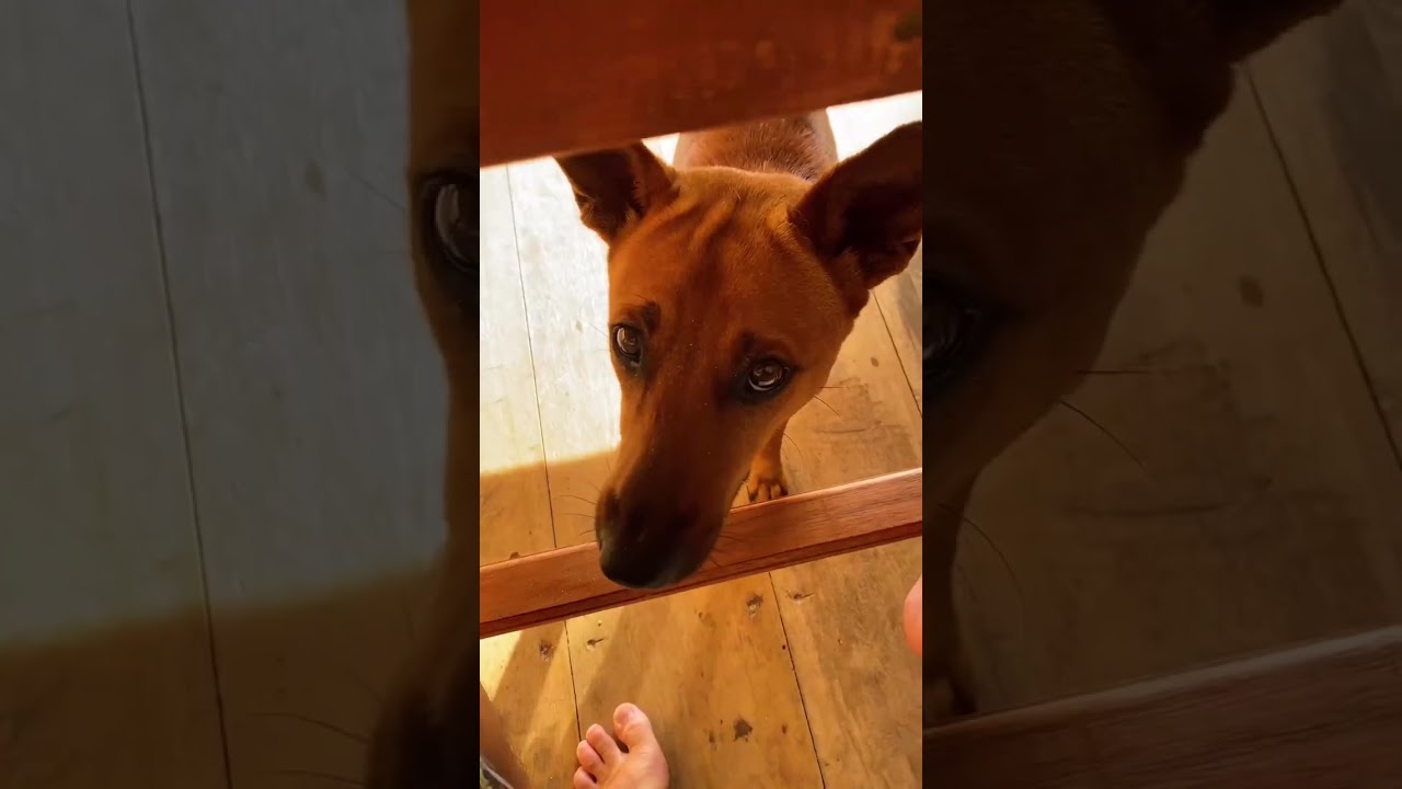 NORTH PAGAI_BUNGALOWS desa silabu Pagai Utara Mentawai