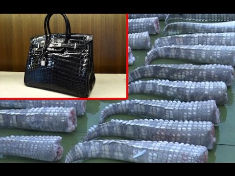 Video Đằng sau chiếc túi Hermes Birkin đắt giá là số phận bi... - youtube