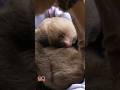 Watch as an orphan sloth is released #shorts