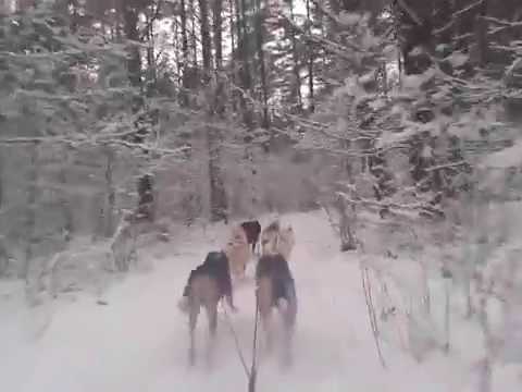 Video: Geriausia šunų Rogių Vežimo Patirtis Park City Mieste, Juta