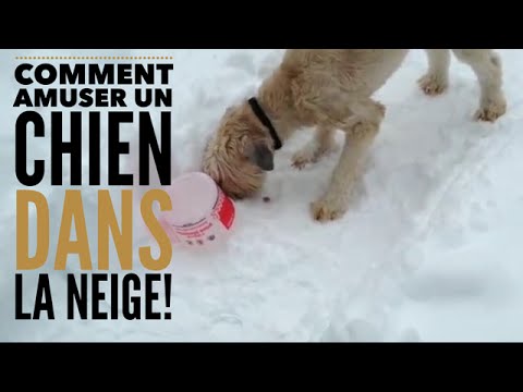 Vidéo: Amusez-vous Dans La Neige Avec Fido : Des Façons De Jouer Avec Votre Chien En Hiver