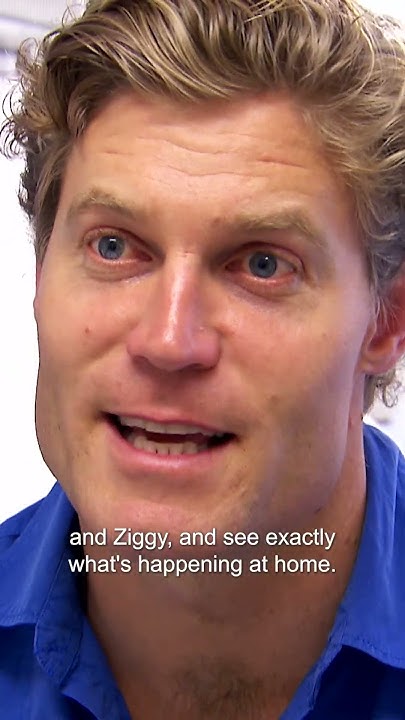 What This Overweight Cat Eats In A Day Is Shocking Bondi Vet what-this-overweight-cat-eats-in-a-day-is-shocking-bondi-vet