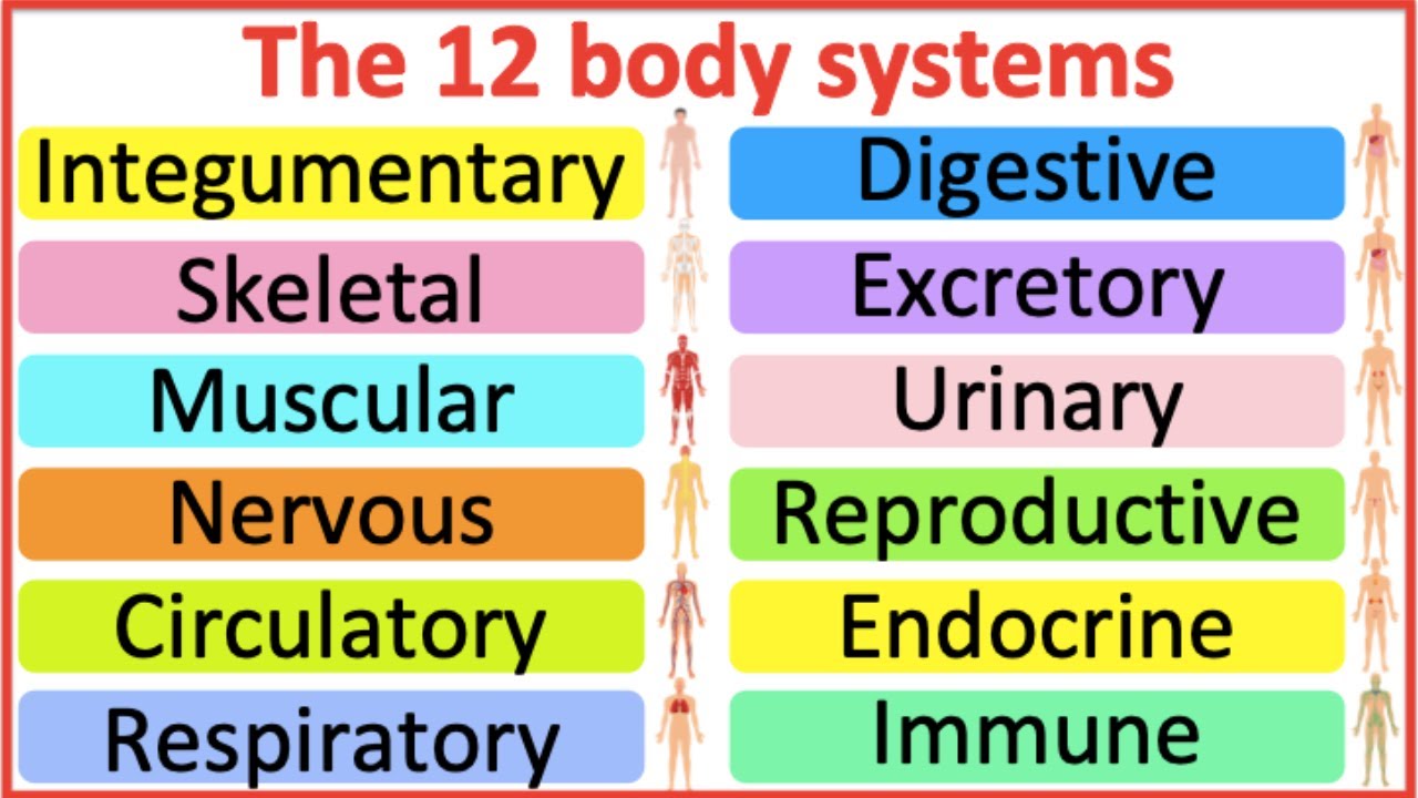 12 Organ Systems | Roles & functions | Easy science lesson