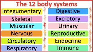 12 Organ Systems | Roles & functions | Easy science lesson