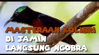 Masteran kolibri ngebren cililin, love bird full Isian di jamin ngobra