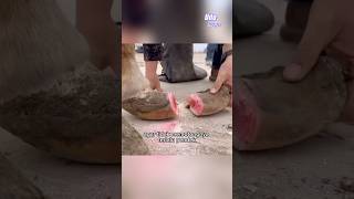 Trimming Longgrowing Horse Hooves