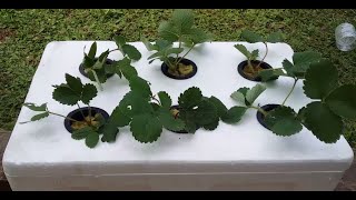 Hydroponic Strawberries in the Lowlands
