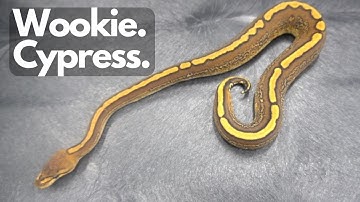 Wookie Cypress - One of our Favorite