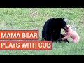 Sweet Mama Bear and Baby Cub Bonding | Daily Heart Beat