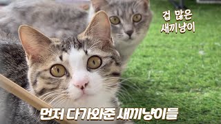 쫄보 새끼냥이가 용기내어 다가왔어요 ㅠㅠ | 쫀니와 쪼꼬미들 | 베베집사 제주살이