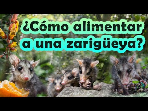 Video: ¿Podrías comer zarigüeyas?