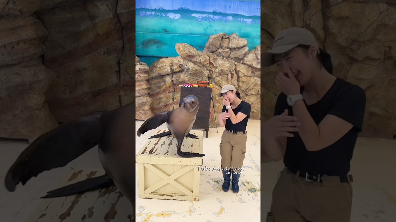 カリフォルニアアシカ「シルク」の手（ヒレ）が当たっちゃった、、、😰👉🏻👈🏻💦　#鳥羽水族館 #animals #動物 #カリフォルニアアシカ #sealion