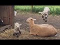 You MUST HAVE a GOOD LAUGH before NEWYEAR'S EVE - BEST of ANIMALS