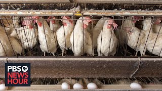 Growing concerns about bird flu cases in U.S. farm animals and risk to humans