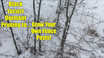 How to Grow Your Own Fence Posts!