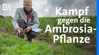 Download Lagu Gefahr für Allergiker: Die invasive Ambrosia-Pflanze | Schwaben + Altbayern | BR MP3 Download Lagu Gefahr für Allergiker: Die invasive Ambrosia-Pflanze | Schwaben + Altbayern | BR MP3