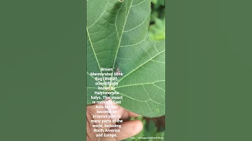 Brown Marmorated Stink Bug (BMSB), scientifically known as Halyomorpha halys.  #lanternbug #ento