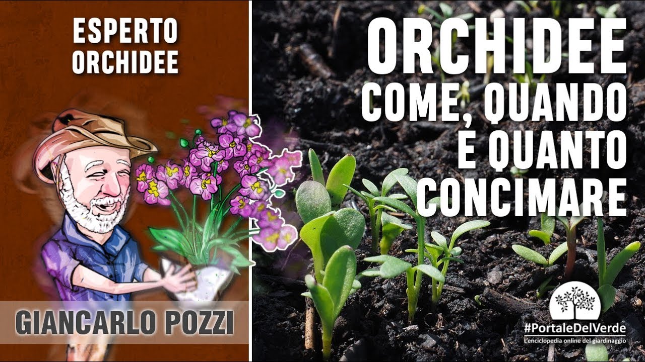 Come rinvasare le orchidee - Idee Green