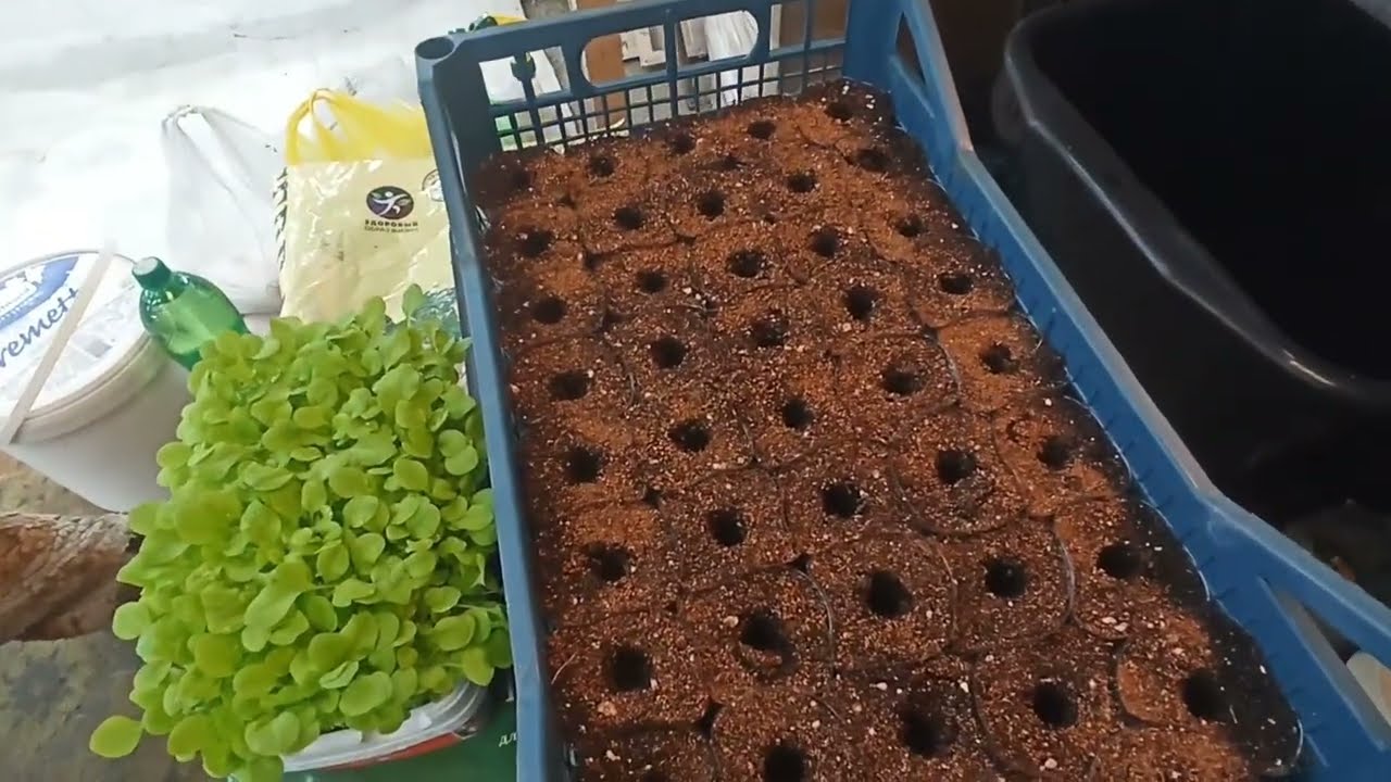 Рассада табака, месяц от посева. 19.02.2026