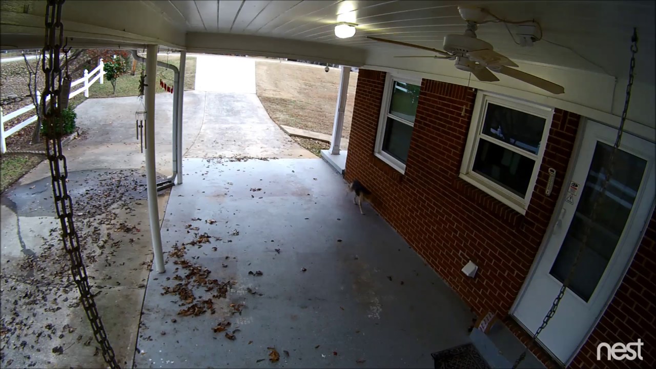 Nest camera catches dog stealing a package - YouTube