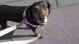 GUNDOG RESCUE CACI プロット MIX(?) メグ・ライアン メグライアン 検索動画33 GUNDOG RESCUE CACI プロット MIX(?) メグ・ライアン メグライアン 検索動画 33