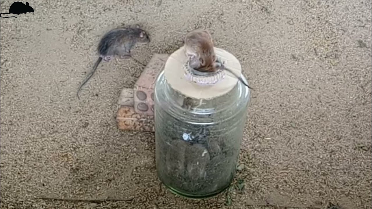 Simple Creative Idea Bottle Glass Rat / Mouse Trap Simple Mouse Trap