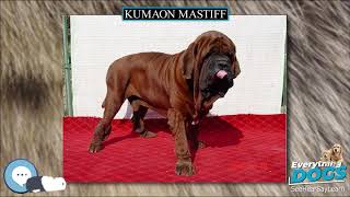 kumaon mastiff price