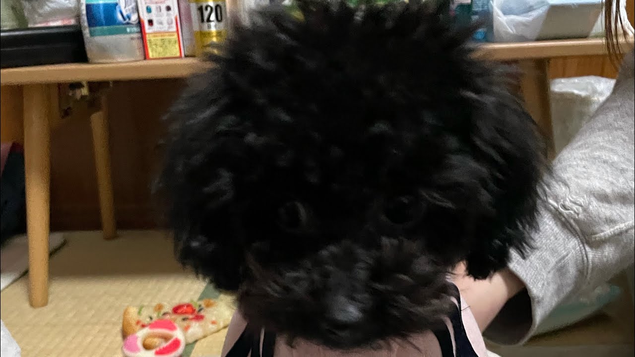 エマちゃん5ヶ月の体重 黒ティーカッププードル YouTube