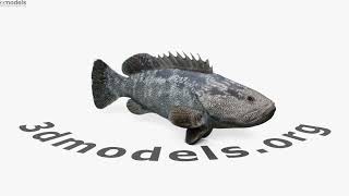 Malabar Grouper 3D model by 3DModels.org