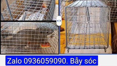 Bán lồng bẫy sóc bông, bán lồng bẫy sóc, bán lồng bẫy chuột cống nhum. Zalo 0936059090.