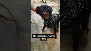 diwali 🪔 ki safai bol ke #instagram #homesheephome #instagram #youtuber #nature #farming #youtube #a