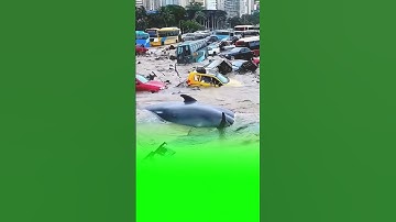 Năm 2026 Còn Sợ Hơn ? Tin Bão Số 15 Mới Nhất #tinbaoso15