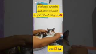    cat study  cozygirl aestheic aestheic viral shorts trending